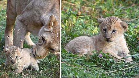Nzuri the little lioness was born at the Bioparc Zoo in France on the 1st of July, 2021.