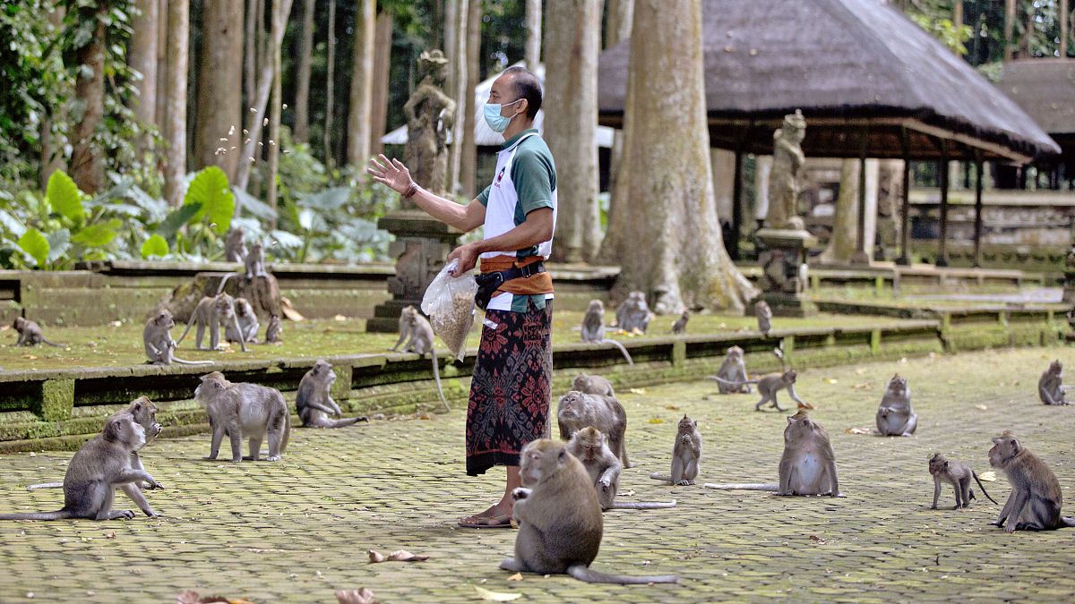 Normal zamanlarda yabancı turistlerle dolup taşan ormanda maymunlar ziyaretçilerin elinden ziyafet çekmeye oldukça alışkın