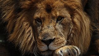 Afrique du Sud : des lions protégés dans l'immense savane de Balule