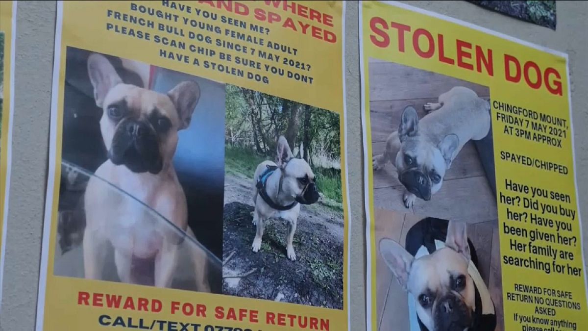 Tina, una perrita de raza bulldog francés, robada en el Reino Unido