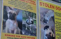 Regno Unito, boom di sparizioni di cani: il governo valuta il reato di rapimento