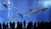 Whale sharks swim in the Black Current sea tank at Okinawa Churaumi Aquarium