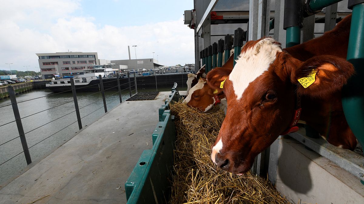 Les vaches de la ferme flottante de Rotterdam, le 05 septembre 2021