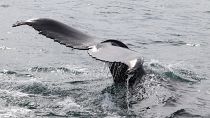 Queue de baleine au large de l'Islande