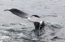 Queue de baleine au large de l'Islande