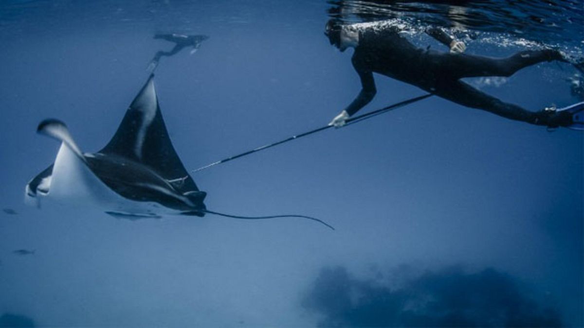 Avlanan bir Manta Ray balığı