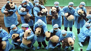 Nacen pandas gemelos en el Zoo Aquarium de Madrid