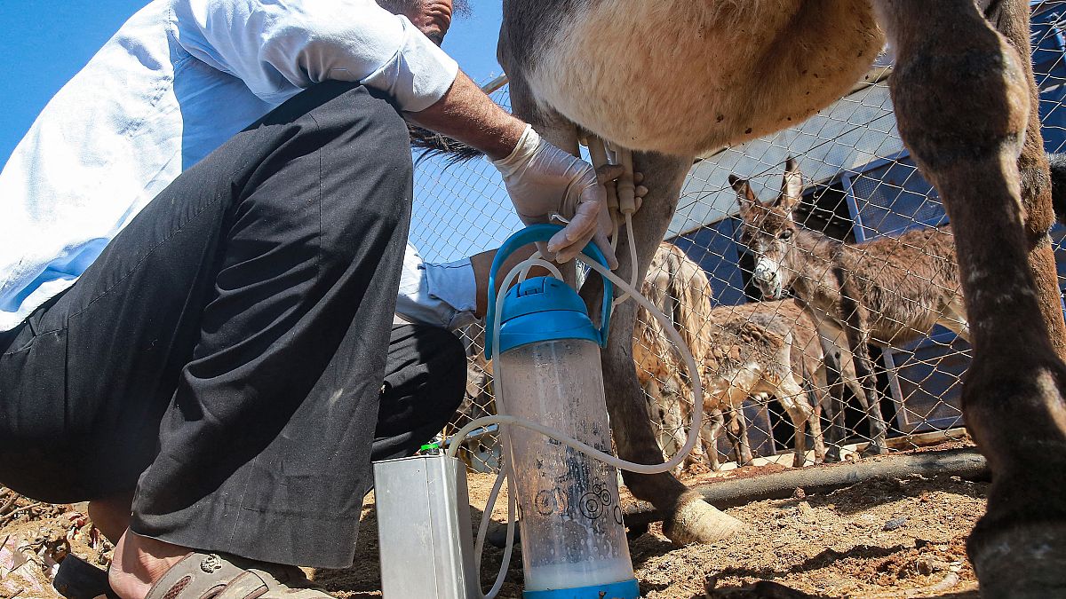 تولید صابون از شیر الاغ در اردن