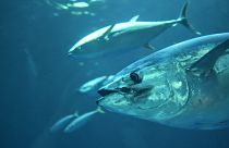 A majority of commercially fished tuna species are showing signs of recovery.