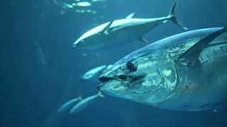 A majority of commercially fished tuna species are showing signs of recovery. 