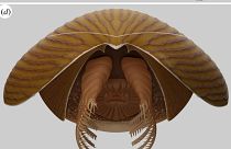 بازسازی تصویری جانور دریایی ۵۰۰ میلیون ساله