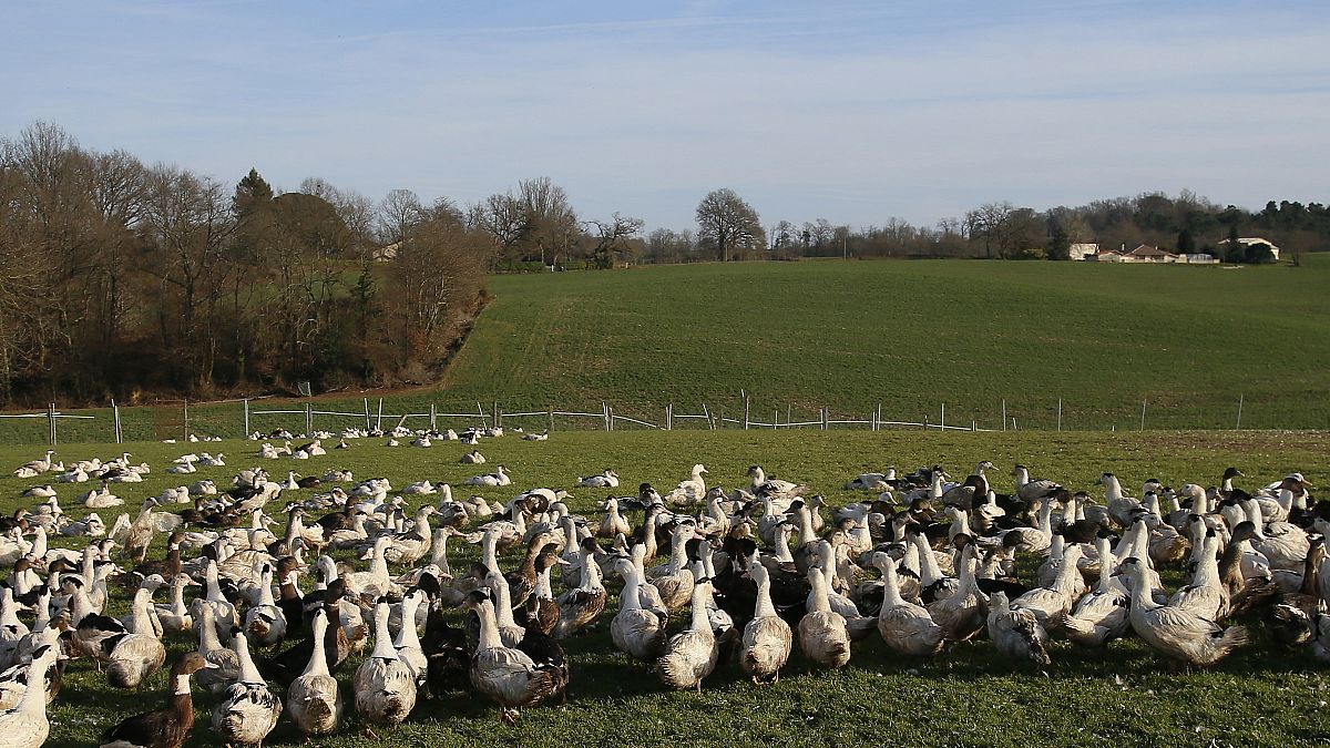 Ducks are pictured at a poultry farm in Montsoue in 2017.