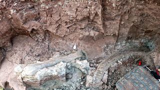Çankırı'da bulunan fosiller