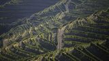 In this photo taken Sept. 12, 2018, the morning sun shines over rows of vines on the slopes above the Douro river near Ervedosa do Douro, northern Portugal.