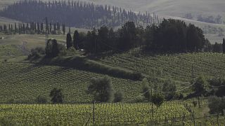 Avec la pandémie, la quête d'espaces ruraux profite au tourisme du vin