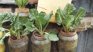 Kenya: Growing vegetables in plastic