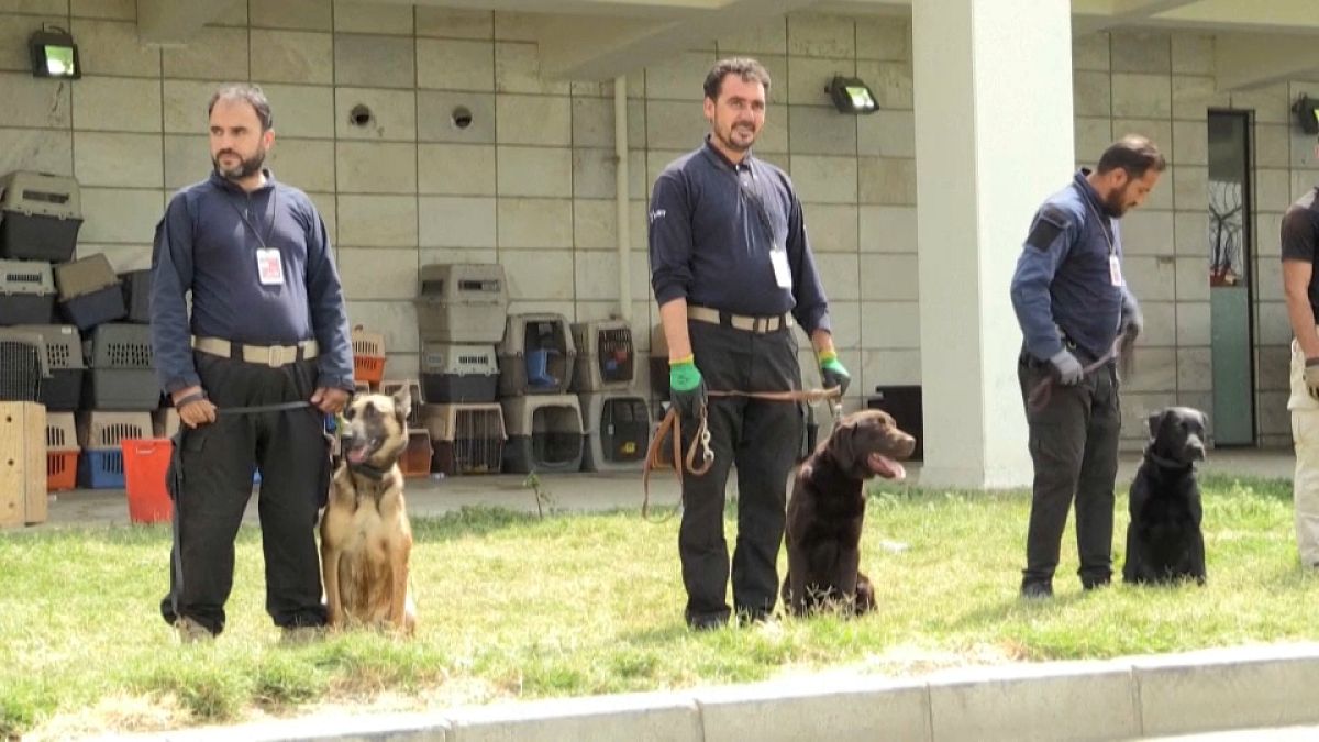 Von USA zurückgelassen: Hunde am Flughafen Kabul finden neue Herrchen
