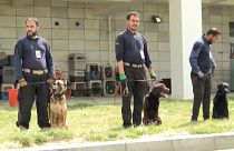 Adiestradores entrenando perros en Kabul