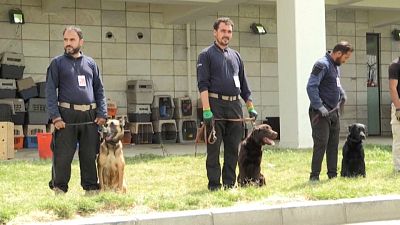 Adiestradores entrenando perros en Kabul 