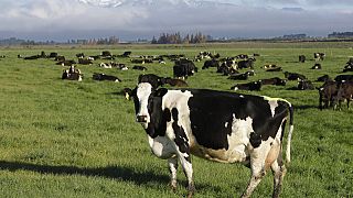 Αγελάδες σε φάρμα της Νέας Ζηλανδίας - φωτό αρχείου