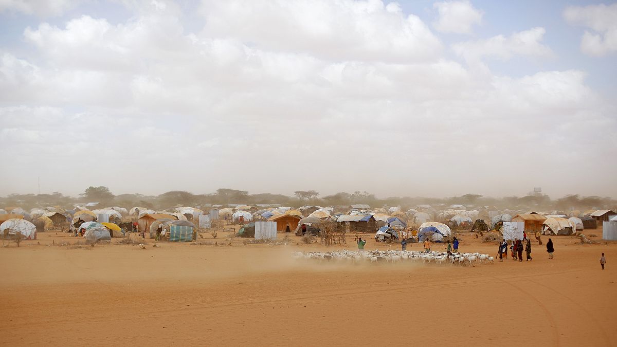  Somali refugees herd their goats at the Ifo refugee camp outside Dadaab, eastern Kenya
