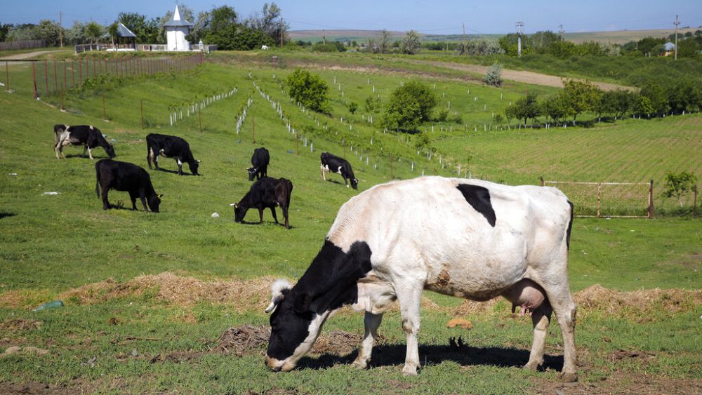 New EU rules will help farmers prevent costly disease outbreaks | View 1 1000x563 cmsv2 3e4b7acc 2360 572f 9009 92b4f5b61fb4 6067658