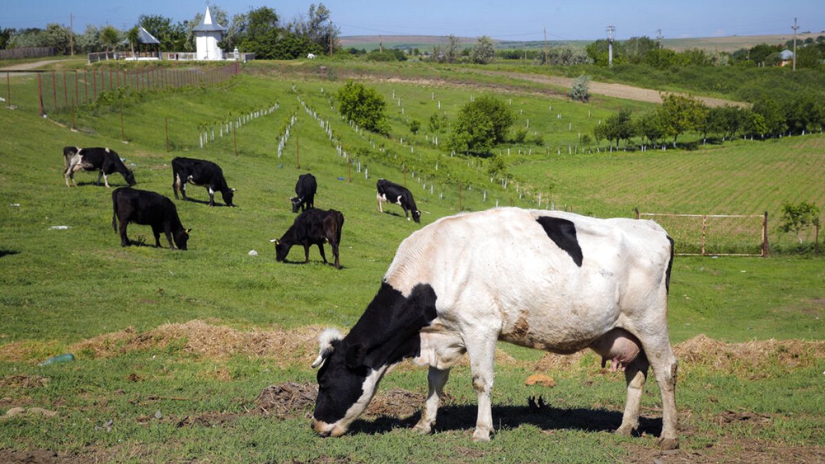 Kühe auf einer Weide in Luncavita, Rumänien, 21.05.2019