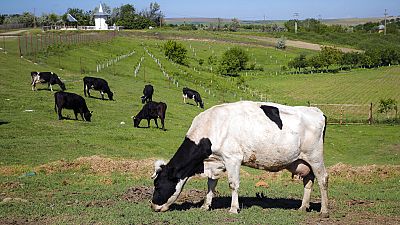 Cows graze in a field in Luncavita, Romania