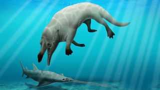 Researchers find fossil of a four-legged, land-dwelling whale