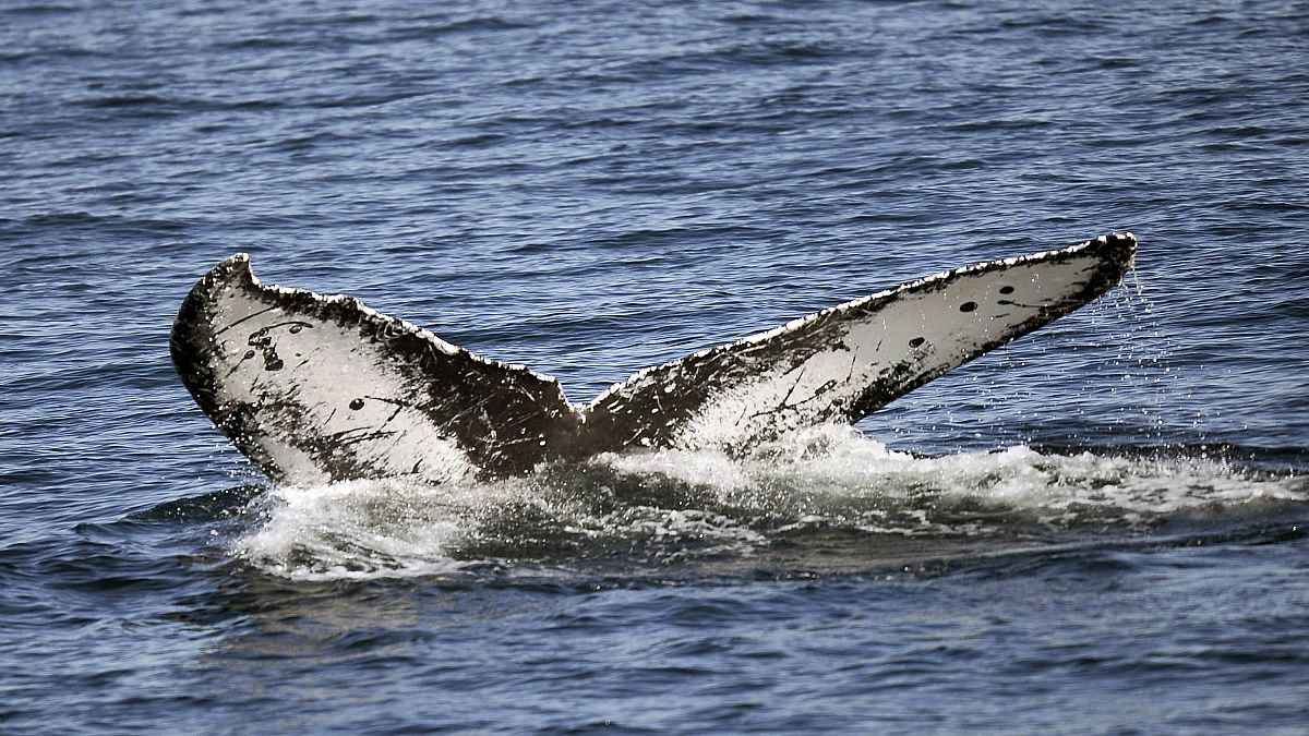 Анубис - кит, который жил на суше