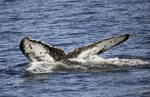 Négylábú bálna maradványaira bukkantak az egyiptomi Bálna-völgyben