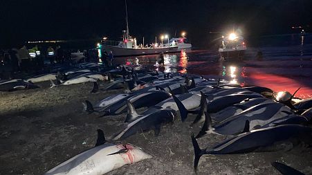 Nearly 1,500 dolphins were killed in the Faroe Islands as part of a traditional hunt.