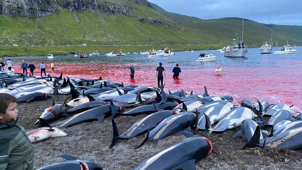 Les carcasses de dauphins à flanc blanc sur le rivage de l'île d'Eysturoy aux Féroé, en mer du Nord, 12 septembre 2021