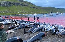 Les carcasses de dauphins à flanc blanc sur le rivage de l'île d'Eysturoy aux Féroé, en mer du Nord, 12 septembre 2021