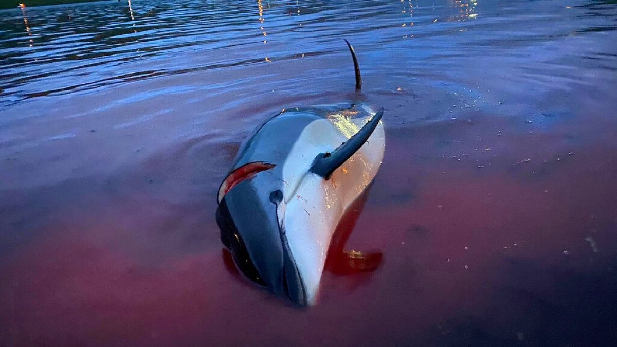 megölt delfin a Feröer-szigeteken