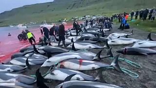 Abate massivo de golfinhos nas Ilhas Faroé