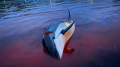 megölt delfin a Feröer-szigeteken