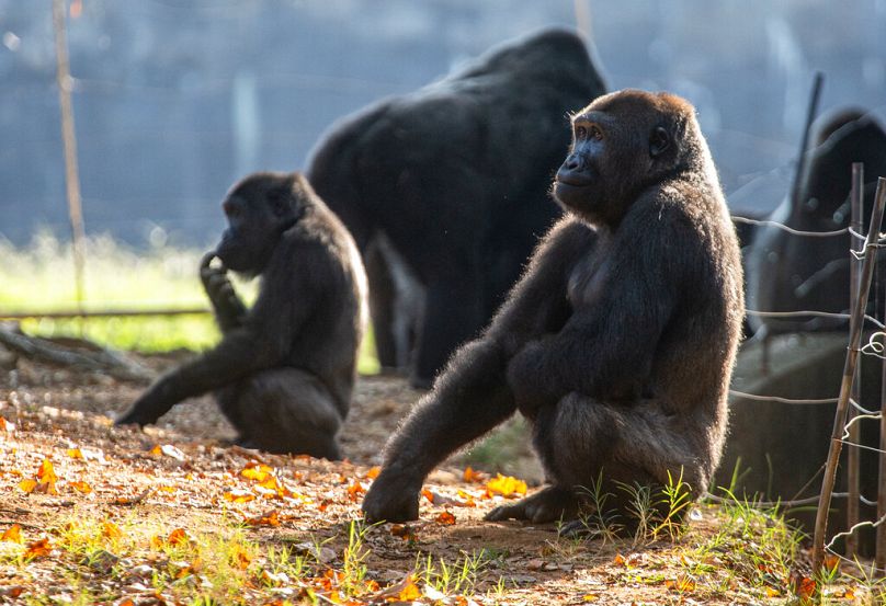 Западные равнинные гориллы в своей среде обитания, сентябрь 2021 года.