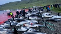 کشتار بیش از ۱۴۰۰ دلفین در جزایر فارو 
