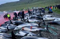 Faroe Adaları'nda 1400'den fazla yunusun avlanması tepkiye sebep oldu