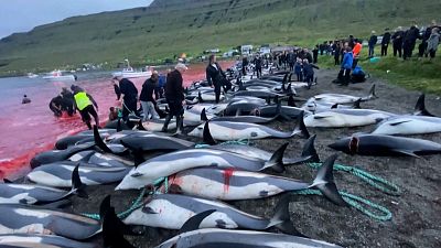 Slaughter of dolphins on Faroes could revive debate