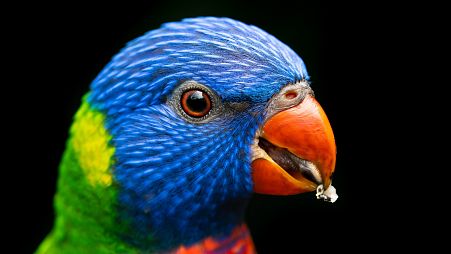 Australian parrots have seen their bills increase in size by up to 10 per cent.