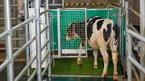 a calf enters an astroturf-covered pen nicknamed "MooLoo” to urinate