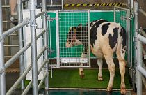 a calf enters an astroturf-covered pen nicknamed "MooLoo” to urinate