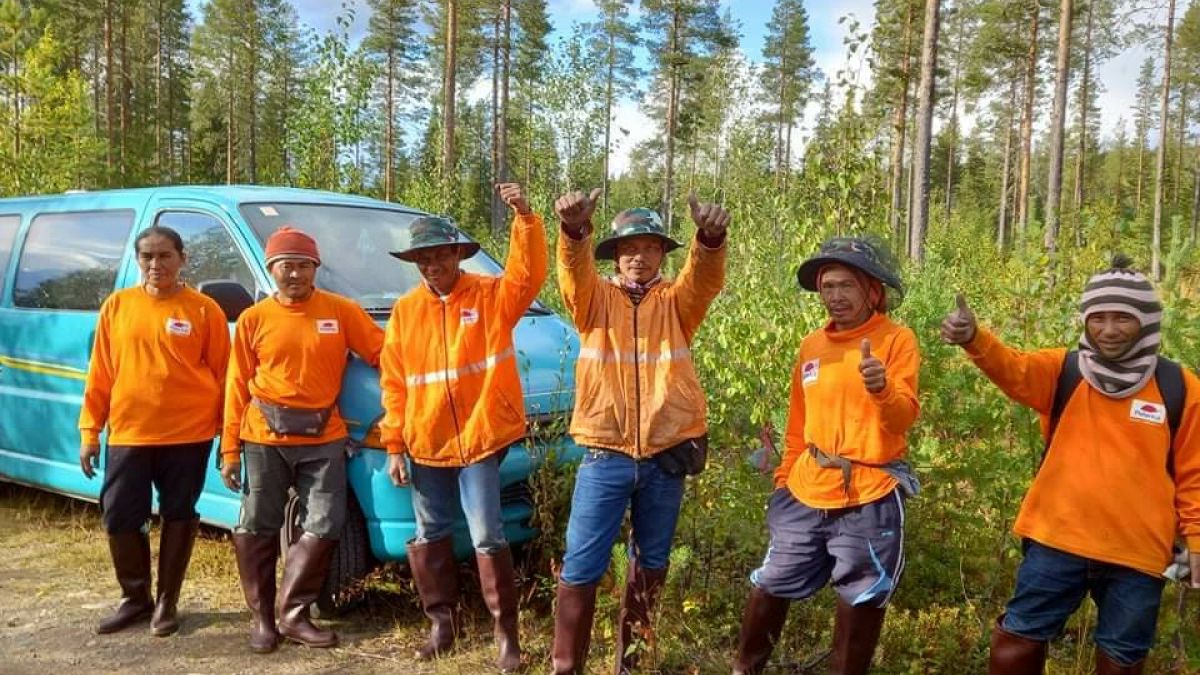 Thai berry pickers pictured in Finland