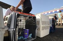 A shelter dog waits to be loaded onto an airplane bound for Wisconsin at the McComb-Pike County Airport in McComb, Miss., on Tuesday, Sept. 7, 2021.