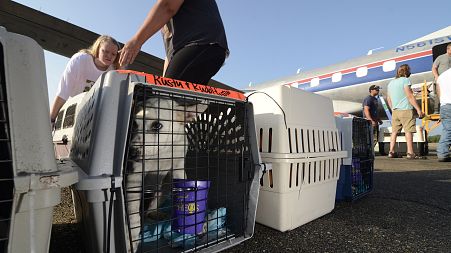 A shelter dog waits to be loaded onto an airplane bound for Wisconsin at the McComb-Pike County Airport in McComb, Miss., on Tuesday, Sept. 7, 2021.