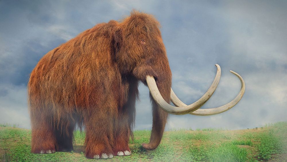 Why are scientists bringing woolly mammoths back from extinction? | Euronews