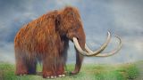Woolly mammoths are being resurrected by scientists to combat climate change. Woolly mammoths are being resurrected by scientists to combat climate change.