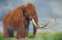 Woolly mammoths are being resurrected by scientists to combat climate change.